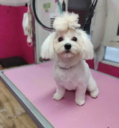 PsiaPsiółka Salon pielęgnacji zwierząt